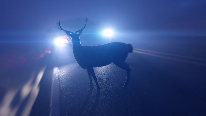 Egy vadállatot ütöttek el a 21-es úton.