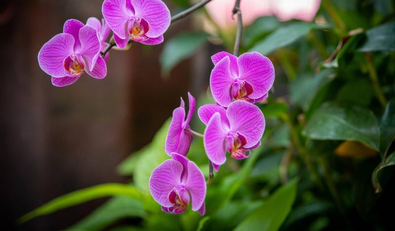 Az orchideánk nem hoz virágot: milyen lépéseket tehetünk?