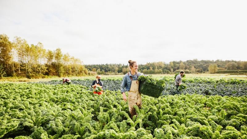 Egy vadonatúj trend terjedése figyelhető meg a magyar közönség körében: vajon tényleg ekkora lehetőség rejlik benne a profit maximalizálására? - Agro Napló